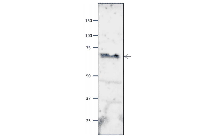 Western blot of Orc2 protein in S. pombe crude extract. Anti-Orc2 Antibody was used at 1:2,000 dilution. Goat Anti-Rabbit IgG Antibody (HRP) was used as a secondary at 1:10,000 dilution. S. pombe extract (8µg).
