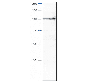 Western blot of Orc4 protein in S. pombe crude extract. Sample: S. pombe crude extract (8µg). Anti-Orc4 Antibody was used at 1:2,000 dilution. Goat Anti-Rabbit IgG Antibody (HRP) was used as a secondary at 1:10,000 dilution.