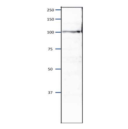 Western blot of Orc4 protein in S. pombe crude extract. Sample: S. pombe crude extract (8µg). Anti-Orc4 Antibody was used at 1:2,000 dilution. Goat Anti-Rabbit IgG Antibody (HRP) was used as a secondary at 1:10,000 dilution.