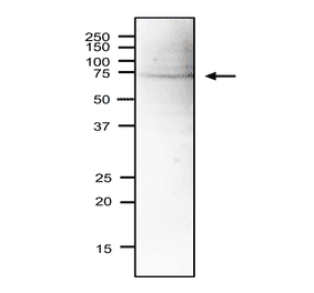 Western blot of Sna41 protein in S. pombe crude extract. Anti-Sna41 Antibody was used at 1:2,000 dilution. Goat Anti-Rabbit IgG Antibody (HRP) was used as a secondary at 1:10,000 dilution. Signal enhancer, Can Get Signal (TOYOBO), was used in primary and secondary antibody reactions. S. pombe extract (18µg).