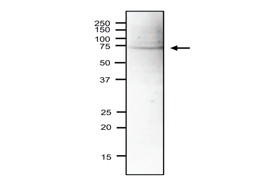 Western blot of Sna41 protein in S. pombe crude extract. Anti-Sna41 Antibody was used at 1:2,000 dilution. Goat Anti-Rabbit IgG Antibody (HRP) was used as a secondary at 1:10,000 dilution. Signal enhancer, Can Get Signal (TOYOBO), was used in primary and secondary antibody reactions. S. pombe extract (18µg).
