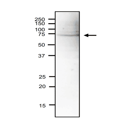 Western blot of Sna41 protein in S. pombe crude extract. Anti-Sna41 Antibody was used at 1:2,000 dilution. Goat Anti-Rabbit IgG Antibody (HRP) was used as a secondary at 1:10,000 dilution. Signal enhancer, Can Get Signal (TOYOBO), was used in primary and secondary antibody reactions. S. pombe extract (18µg).