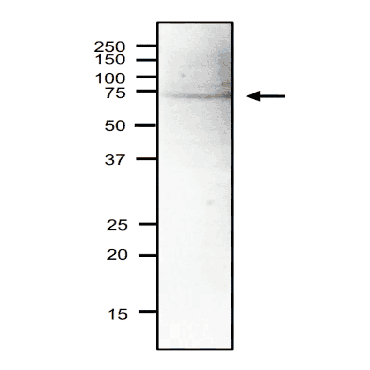 Western blot of Sna41 protein in S. pombe crude extract. Anti-Sna41 Antibody was used at 1:2,000 dilution. Goat Anti-Rabbit IgG Antibody (HRP) was used as a secondary at 1:10,000 dilution. Signal enhancer, Can Get Signal (TOYOBO), was used in primary and secondary antibody reactions. S. pombe extract (18µg).