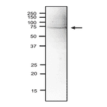 Western blot of Sna41 protein in S. pombe crude extract. Anti-Sna41 Antibody was used at 1:2,000 dilution. Goat Anti-Rabbit IgG Antibody (HRP) was used as a secondary at 1:10,000 dilution. Signal enhancer, Can Get Signal (TOYOBO), was used in primary and secondary antibody reactions. S. pombe extract (18µg).