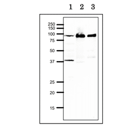 Western blot of RRM1 at endogenous level. Lane 1: Xenopus egg extract. Lane 2: Hela cell extract. Lane 3: Chinese Hamster Ovary cell extract. 12.5% SDS-PAGE, blotting overnigh at 15 V, wet system. Anti-RRM1 Antibody was used at 1:1,000 dilution. Second antibody was used at 1:10,000 dilution.