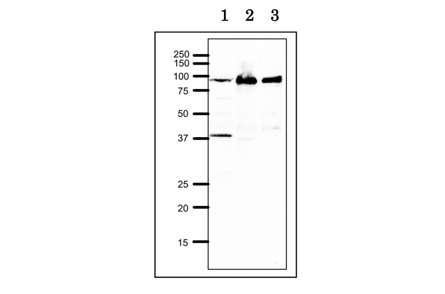 Western blot of RRM1 at endogenous level. Lane 1: Xenopus egg extract. Lane 2: Hela cell extract. Lane 3: Chinese Hamster Ovary cell extract. 12.5% SDS-PAGE, blotting overnigh at 15 V, wet system. Anti-RRM1 Antibody was used at 1:1,000 dilution. Second antibody was used at 1:10,000 dilution.