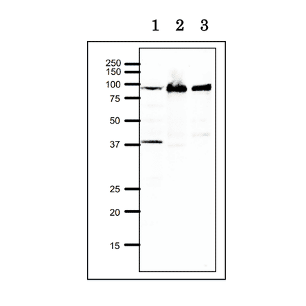Western blot of RRM1 at endogenous level. Lane 1: Xenopus egg extract. Lane 2: Hela cell extract. Lane 3: Chinese Hamster Ovary cell extract. 12.5% SDS-PAGE, blotting overnigh at 15 V, wet system. Anti-RRM1 Antibody was used at 1:1,000 dilution. Second antibody was used at 1:10,000 dilution.
