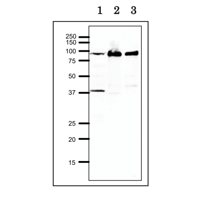 Western blot of RRM1 at endogenous level. Lane 1: Xenopus egg extract. Lane 2: Hela cell extract. Lane 3: Chinese Hamster Ovary cell extract. 12.5% SDS-PAGE, blotting overnigh at 15 V, wet system. Anti-RRM1 Antibody was used at 1:1,000 dilution. Second antibody was used at 1:10,000 dilution.