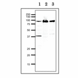 Western blot of RRM1 at endogenous level. Lane 1: Xenopus egg extract. Lane 2: Hela cell extract. Lane 3: Chinese Hamster Ovary cell extract. 12.5% SDS-PAGE, blotting overnigh at 15 V, wet system. Anti-RRM1 Antibody was used at 1:1,000 dilution. Second antibody was used at 1:10,000 dilution.