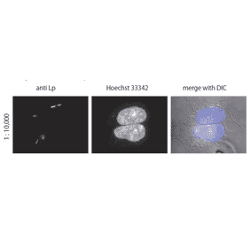 Immunofluorescent staining of Legionella pneumophila in the infected HEK293 cells using anti-Legionella pneumophila antibody.