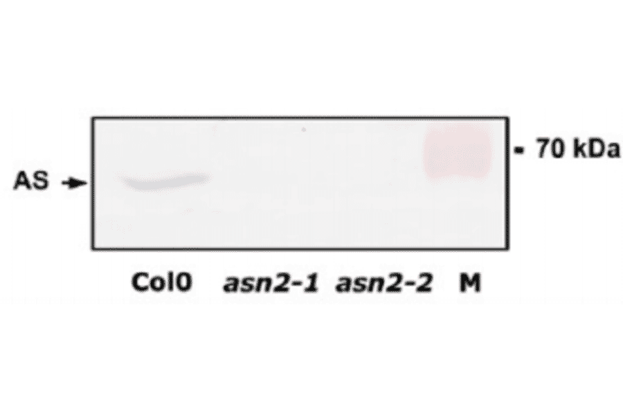 Absence of ASN2 protein in leaf extracts of asn-2-1 and asn2-2 mutants.