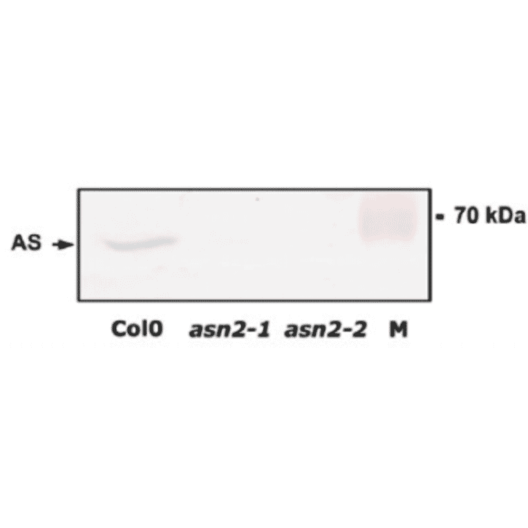 Absence of ASN2 protein in leaf extracts of asn-2-1 and asn2-2 mutants.