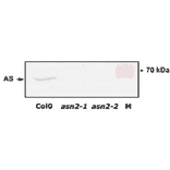 Absence of ASN2 protein in leaf extracts of asn-2-1 and asn2-2 mutants.