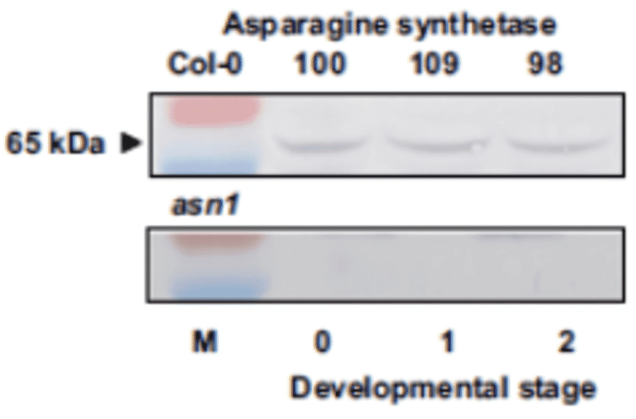 Absence of ASN2 protein in leaf extracts of asn-2-1 and asn2-2 mutants.