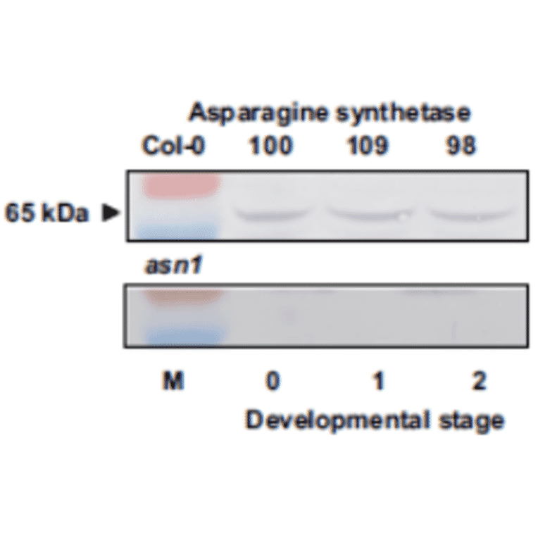 Absence of ASN2 protein in leaf extracts of asn-2-1 and asn2-2 mutants.