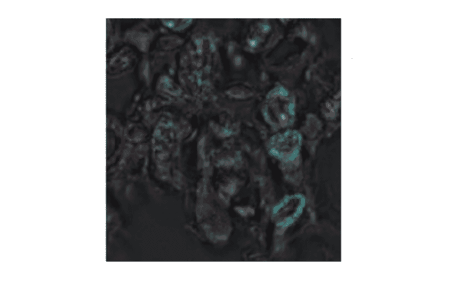 Immunofluorescence analysis of ASN2 in plant leaf section.