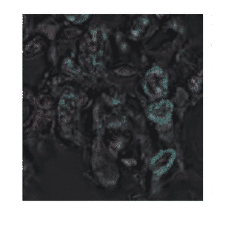 Immunofluorescence analysis of ASN2 in plant leaf section.