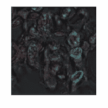 Immunofluorescence analysis of ASN2 in plant leaf section.