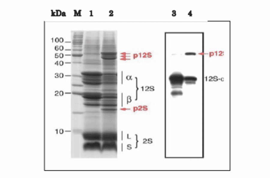Western Blot of the precursor 12S globulin and 12S-asubunit of the mature forms in extract of arabidopsis dry seeds.