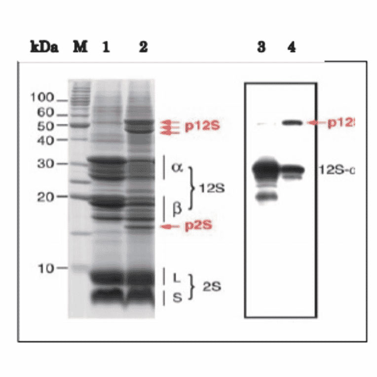 Western Blot of the precursor 12S globulin and 12S-asubunit of the mature forms in extract of arabidopsis dry seeds.