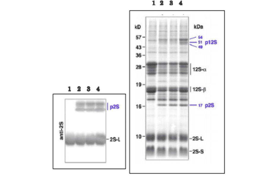 Western Blot of the precursor 2S albumin and the 2S large subunit of the mature form in extract of arabidopsis dry seeds.