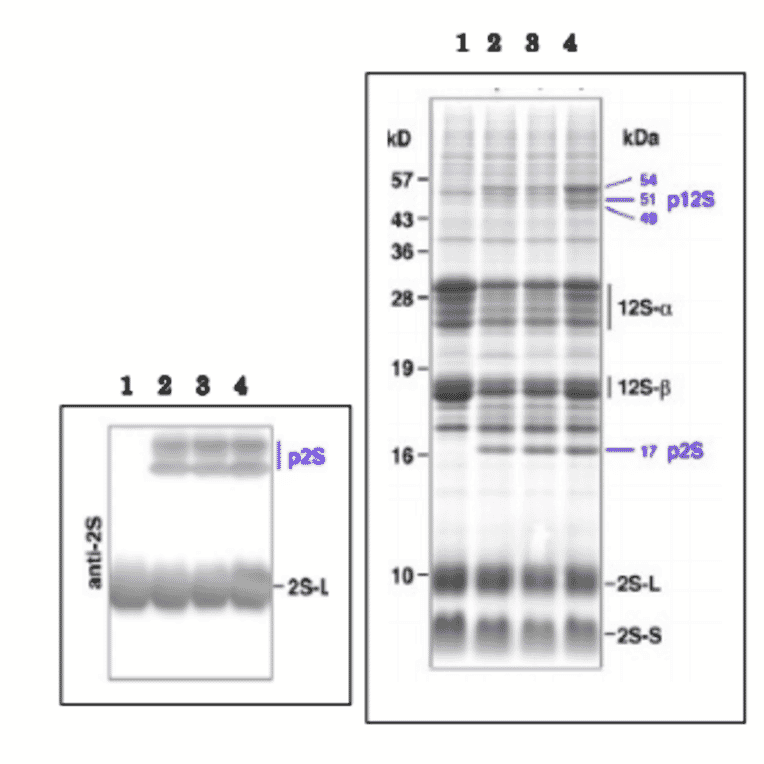 Western Blot of the precursor 2S albumin and the 2S large subunit of the mature form in extract of arabidopsis dry seeds.