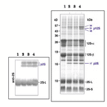 Western Blot of the precursor 2S albumin and the 2S large subunit of the mature form in extract of arabidopsis dry seeds.