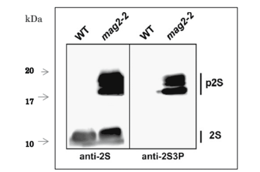 Western Blot of the precursor 2S albumin in extract of arabidopsis dry seeds with anti-2S3P antibody.
