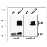 Western Blot of the precursor 2S albumin in extract of arabidopsis dry seeds with anti-2S3P antibody.