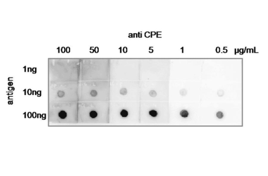 Dot blot of CPE with anti-CPE antibody.