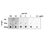 Dot blot of CPE with anti-CPE antibody.