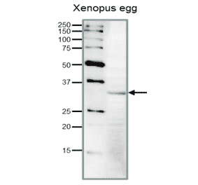 Detection of endogenous Cdk1 in Xenopus egg extract by Western blot.