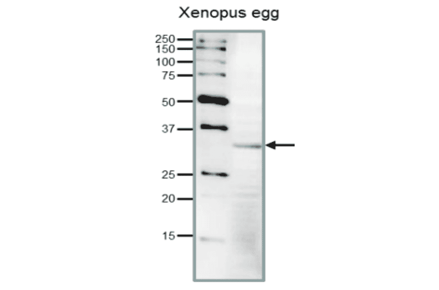 Detection of endogenous Cdk1 in Xenopus egg extract by Western blot.