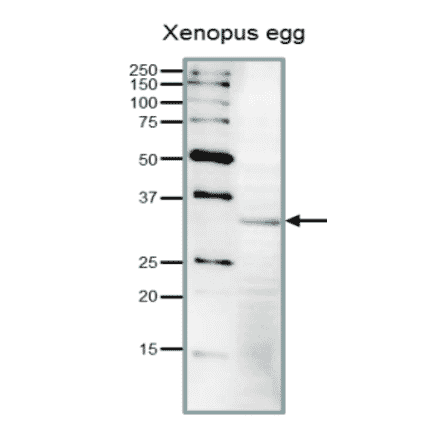Detection of endogenous Cdk1 in Xenopus egg extract by Western blot.