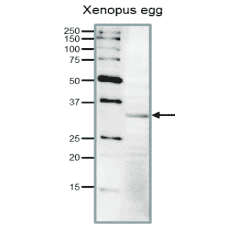 Detection of endogenous Cdk1 in Xenopus egg extract by Western blot.