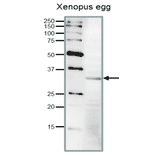 Detection of endogenous Cdk1 in Xenopus egg extract by Western blot.