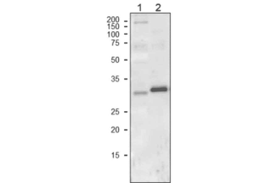 Western Blot of Cyt f in plant leaf extract.
