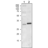 Western Blot of Cyt f in plant leaf extract.