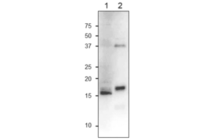 Western Blot of FdC1 protein.