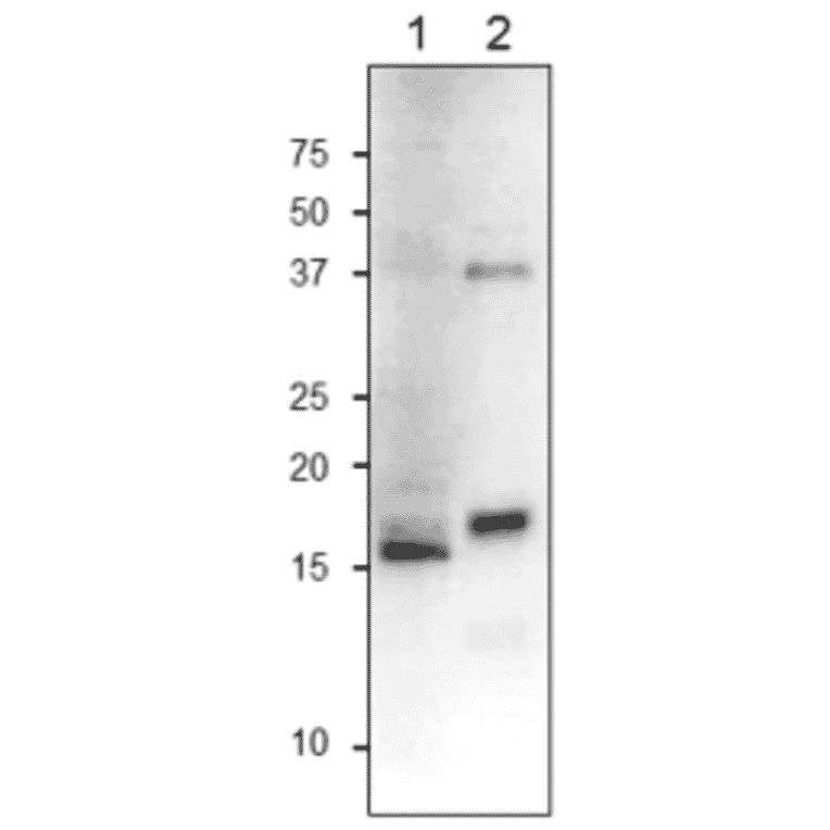 Western Blot of FdC1 protein.