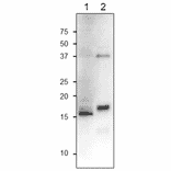 Western Blot of FdC1 protein.
