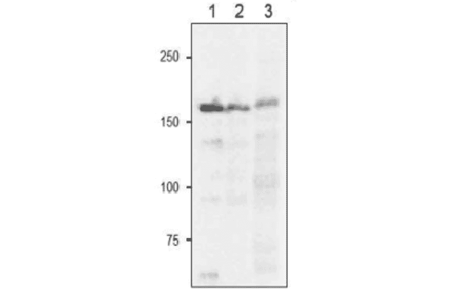 Western Blot of Fd-GOGAT in plant leaf extract.