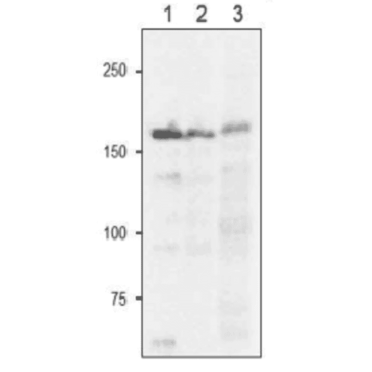 Western Blot of Fd-GOGAT in plant leaf extract.