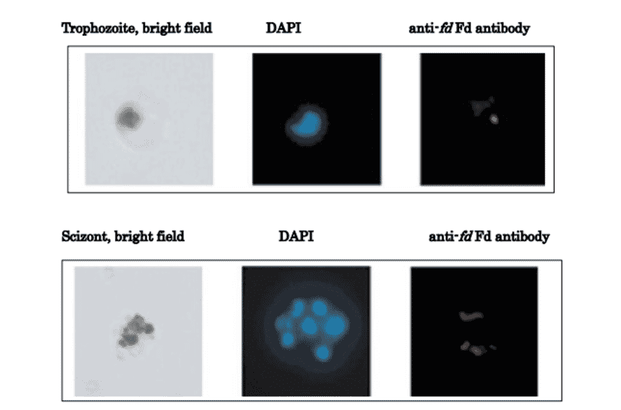 Immunofluorescence stainig of ferredoxin in P. alciparum.