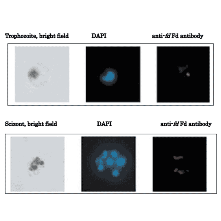 Immunofluorescence stainig of ferredoxin in P. alciparum.