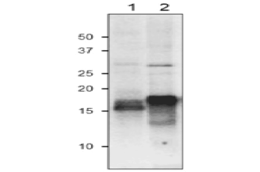 Western Blot of Fd in plant leaf extract.