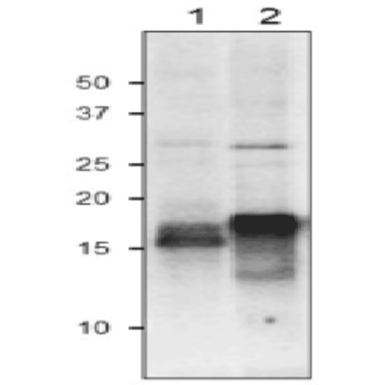 Western Blot of Fd in plant leaf extract.