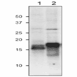 Western Blot of Fd in plant leaf extract.