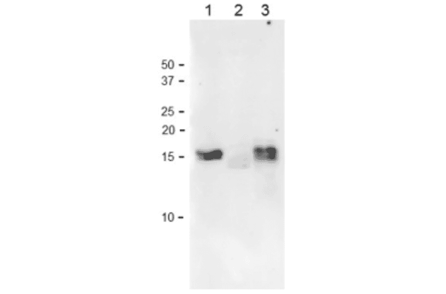 Western Blot of Ferredoxin isoproteins with anti-Ferredoxin-1 (maize) antibody in plant leaf extracts.