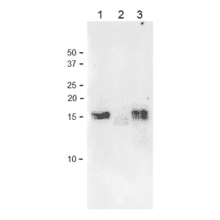 Western Blot of Ferredoxin isoproteins with anti-Ferredoxin-1 (maize) antibody in plant leaf extracts.